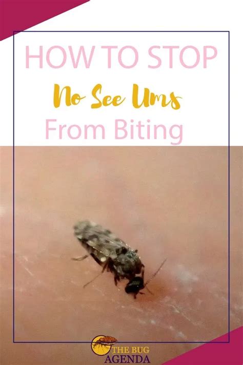 How To Stop No See Ums From Biting You Ultimate Guide Fly Repellant Fruit Fly Repellent