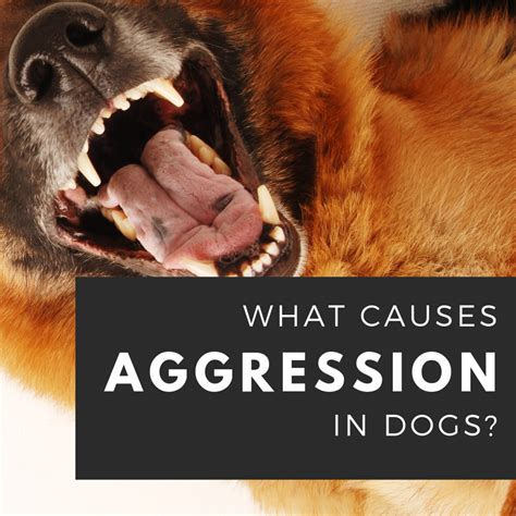 The Causes Of Dog Aggression Pethelpful