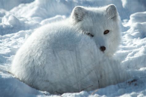 Physical Features The Arctic Fox