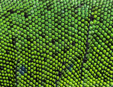 Macro Of Scales Of Timon Pater Specie Of Wall Lizard Stock Photo