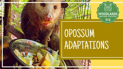 Opossum Adaptations Also Available On Flipgrid Youtube