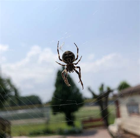 Spiders In Illinois Species And Pictures