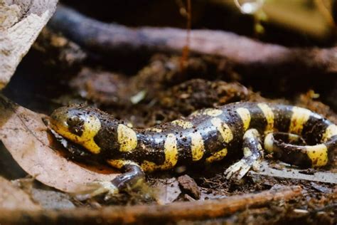Living With Pet Salamanders A Guide To Caring For Your Aquatic Friends