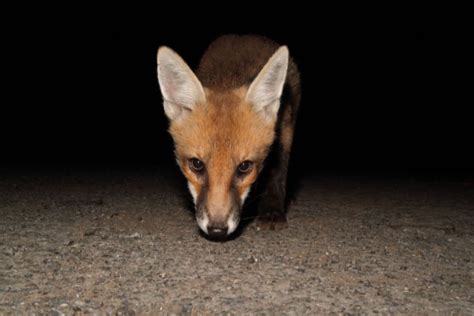 Why Do Foxes Scream Animal Spotlight