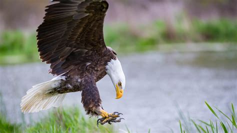 Watch This Majestic Bald Eagle Get Released Into The Wild From Memphis
