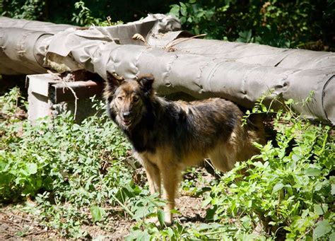 Chernobyl Nuclear Disaster Altered The Genetics Of The Dogs Left Behind