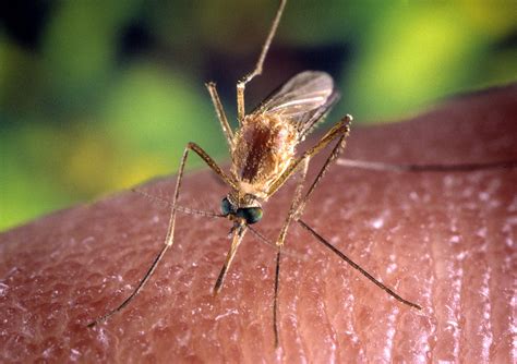 Free Picture Up Close Mosquito