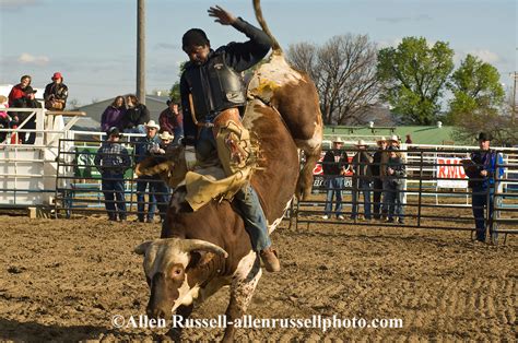 Cowboy Rides Bucking Bull At Miles City Bucking Horse Sale In Montana
