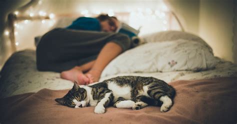 Letting Your Pets Snooze On Your Bed Can Help You Get A Better Nights