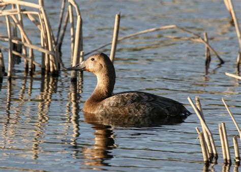 Free Picture Canvasback Hen Duck