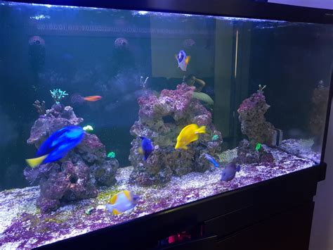 Red Sea Aquarium For Sale In Uk View 45 Bargains