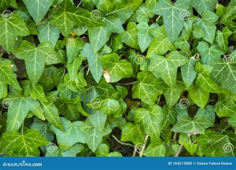 Background Of Green Ivy Leaves Stock Photo Image Of Natural Green