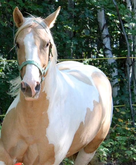 Ma Palomino Paint Horse Yearling Gelding All Horse Breeds