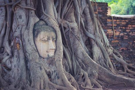Buddha Head In Tree Roots Ayutthaya Thailand Stock Photo Image Of