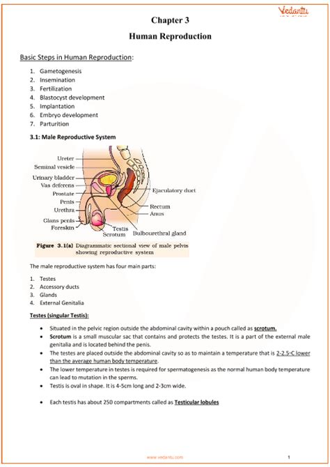 Cbse Class 12 Biology Chapter 3 Human Reproduction Revision Notes