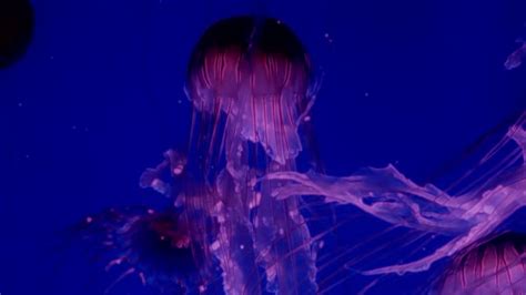 Red Glowing Jellyfish Moving In The Dark Blue Water Free Stock Video