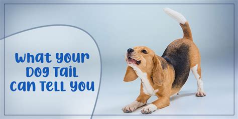 What Your Dog Tail Can Tell You Dog Care Another Home
