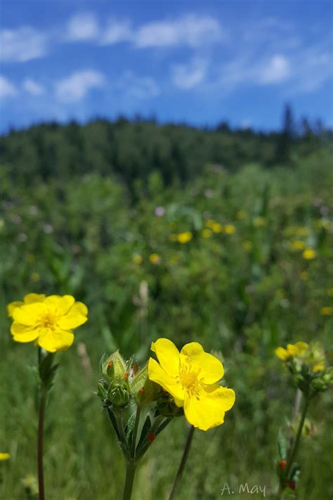 Meadow Yellow Wildflowers Of Siskiyou Northern California Photo By