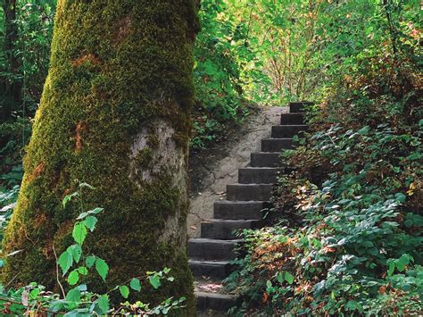 Forest Stairs Onfocus