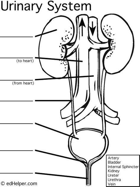 Urinary System Diagram Quizlet