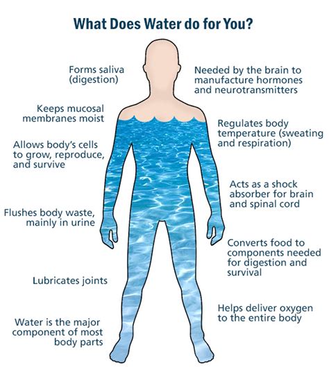 The skin contains 64% water, muscles and kidneys are 79%, and even the bones are watery: Water of Life | EarthDate