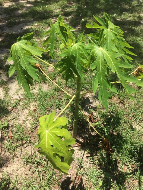 Papaya Leaves Gradually Turning Yellow And Dying What Can Be Causing