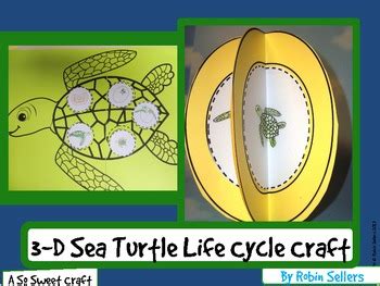 Sea Turtle Life Cycle Life Cycle Of A Turtle By Robin Sellers