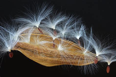Seed Pod 4 St Lucia Photograph By Chester Williams Pixels