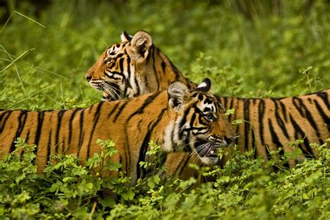 Tour India Tijgers In Ranthambhore National Park Travel