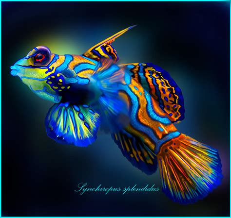 Mandarin Goby By Doormouse1960 On Deviantart