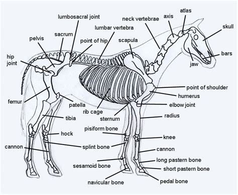 We did not find results for: Horse Skeleton Diagram