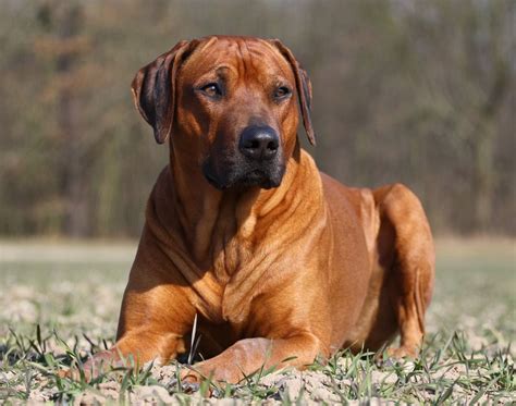 The 6 Best Dogs For Adventure The Rhodesian Ridgeback Animals Library
