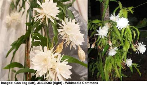 Orchid Cactus Epiphyllum Cactus Care And Growing Guide