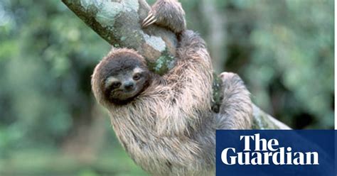 Sloths Simply Cant Get Away From Scientists Research The Guardian