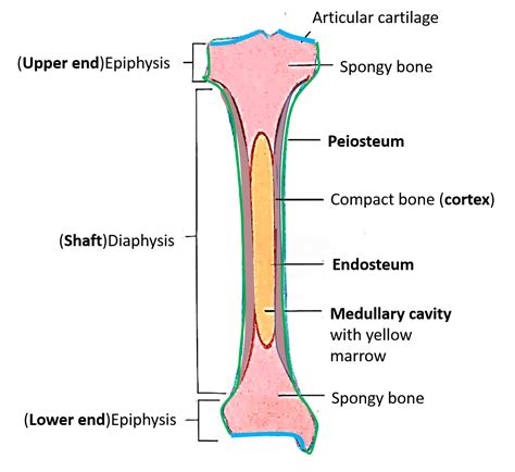 Long Bone Labeled Epiphysis Stippled Epiphyses Definition Of