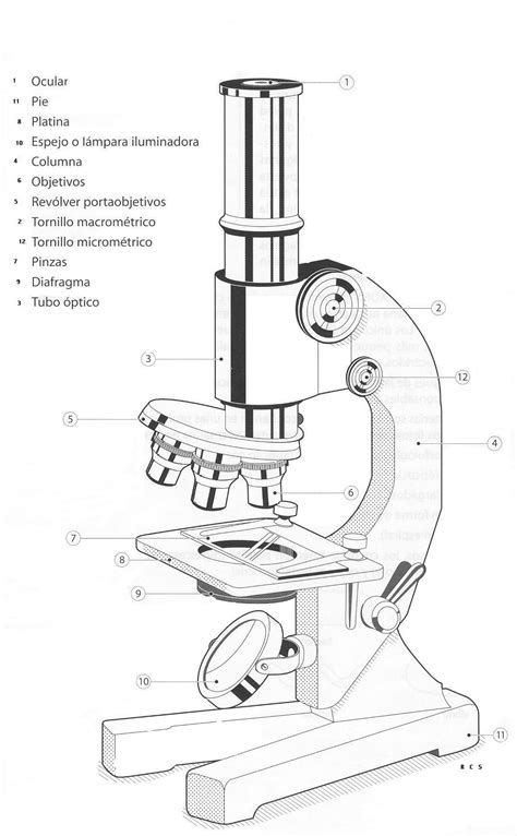 Dibujo De Microscopio Compuesto Y Sus Partes