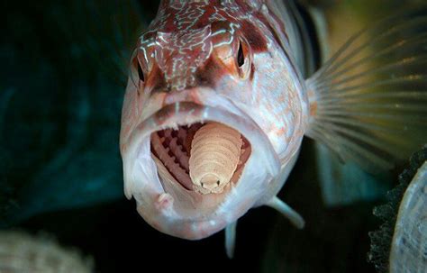When Fish Have Nightmares Instead Of Tongues Cymothoa Exigua Weird Sea