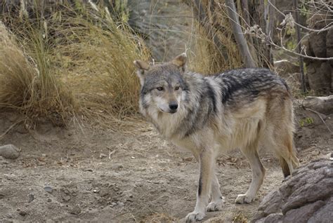 Mexican Gray Wolf Mexican Gray Wolf The Living Desert Pal Flickr