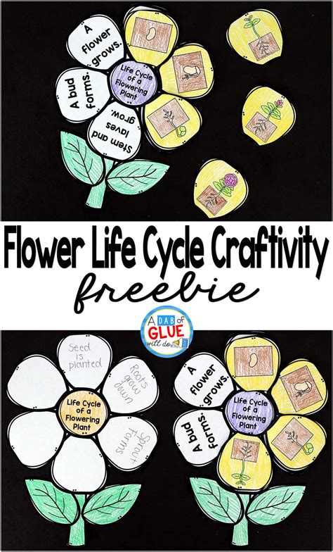 Flowering Plant Life Cycle Craftivity