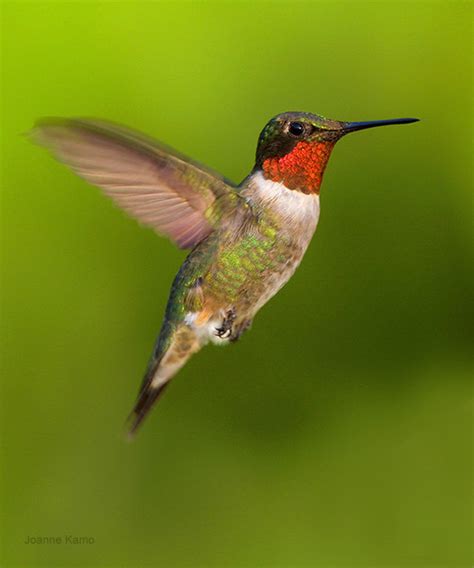Hummingbirds At Home Birdnote