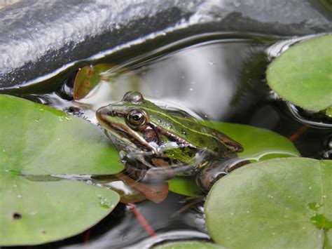 무료 이미지 야생 생물 녹색 수륙 양용 비행기 동물 상 청개구리 척골가 있는 양서류 매크로 사진 황소 개구리
