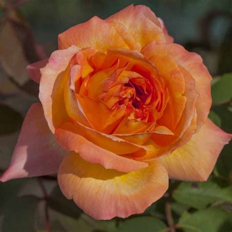 Rosa Rene Goscinny ® Meifrypon Rosai A Grandi Fiori Meilland