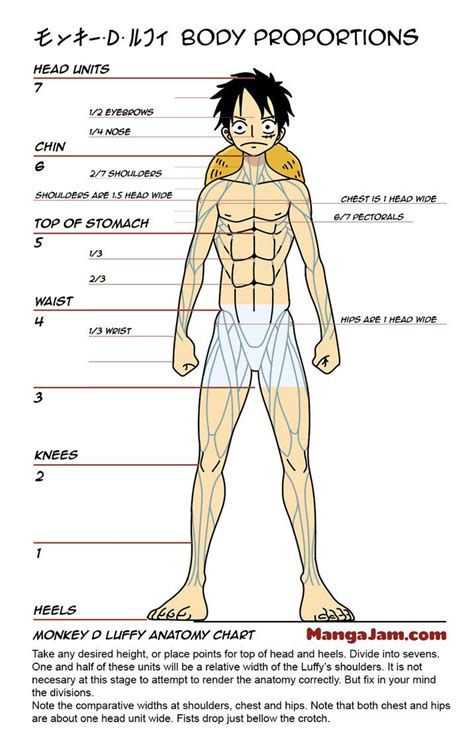 Luffy Body Anatomy Proportions By Howtodrawmanga3d Body Anatomy One