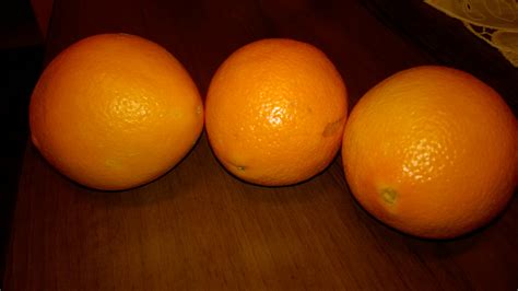 Pomarańcza Navelina citrus sinensis - galeria zdjęć