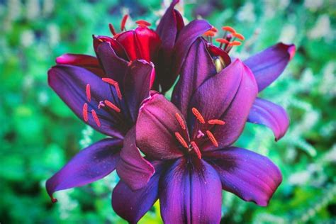 Remembering These Beautiful Dark Purple Almost Black Dimension Lilys