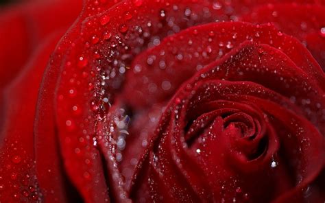 Wallpaper Rose Petals Flower Drops Dew Wet 1920x1200 674297