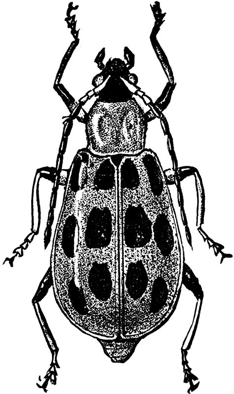 Beetle Clipart Etc