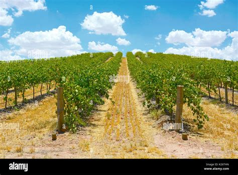 Australian Wineries Rows Of Grape Vines Taken On A Bright And Sunny Day