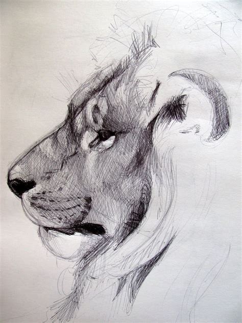 Realistic Pencil Drawings Of Animals Hoffman Courbeacced