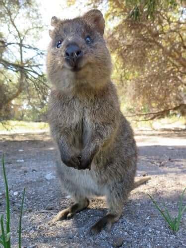 Like much of australia's wildlife , the quokka will f. Meet the Quokka: The Happiest Animal in the World - My Animals